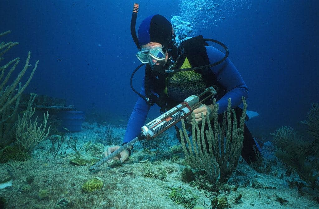 Plongeur évoluant le long d'un tombant sous-marin
