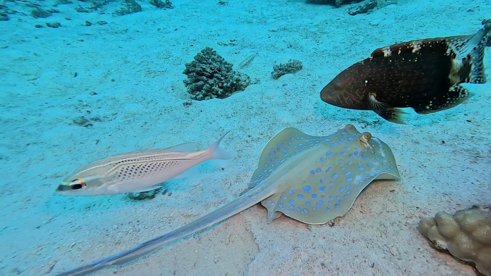 Récif corallien et poissons observés en plongée